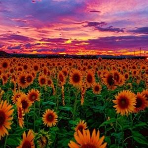 Meet your Posher, Lilli